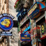 The Bulldog