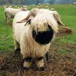 Black Nose Sheeps